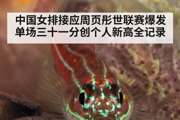 中国女排接应周页彤世联赛爆发单场三十一分创个人新高全记录