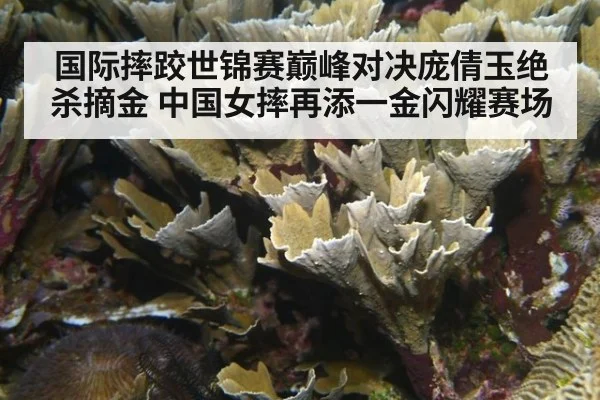 国际摔跤世锦赛巅峰对决庞倩玉绝杀摘金 中国女摔再添一金闪耀赛场