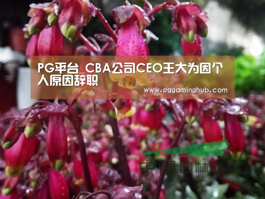 PG游戏
